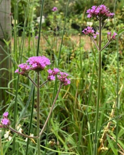 Verbena bonariensis
